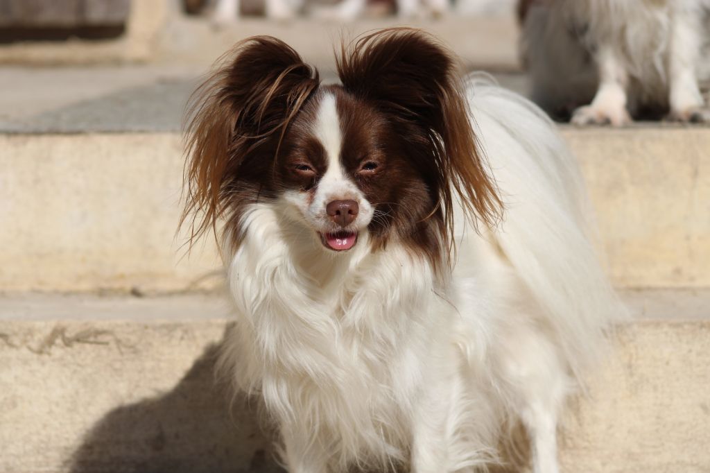 Mirabelle De La Vallée De La Py