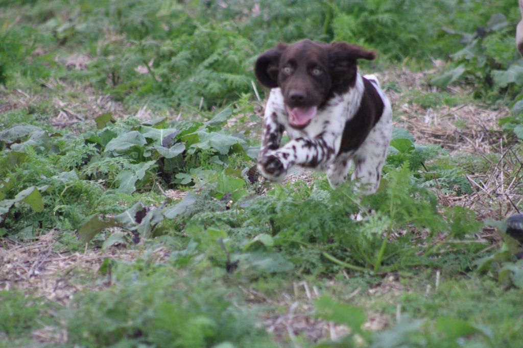 Alpha De La Vallée De La Py