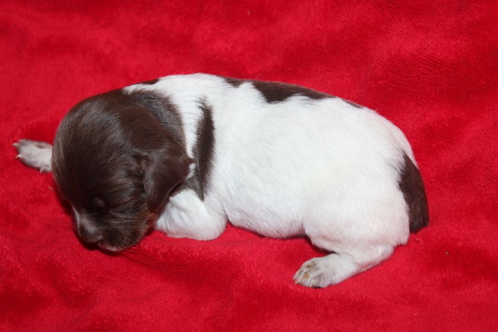 Toto De La Vallée De La Py