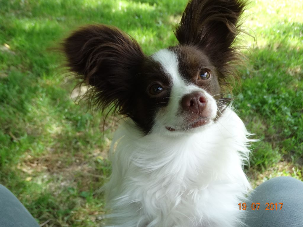 Mirabelle De La Vallée De La Py