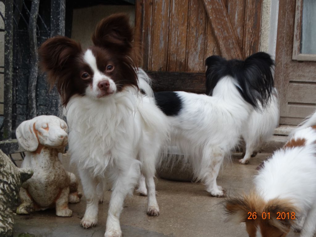 Mirabelle De La Vallée De La Py