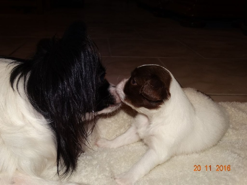 Mirabelle De La Vallée De La Py