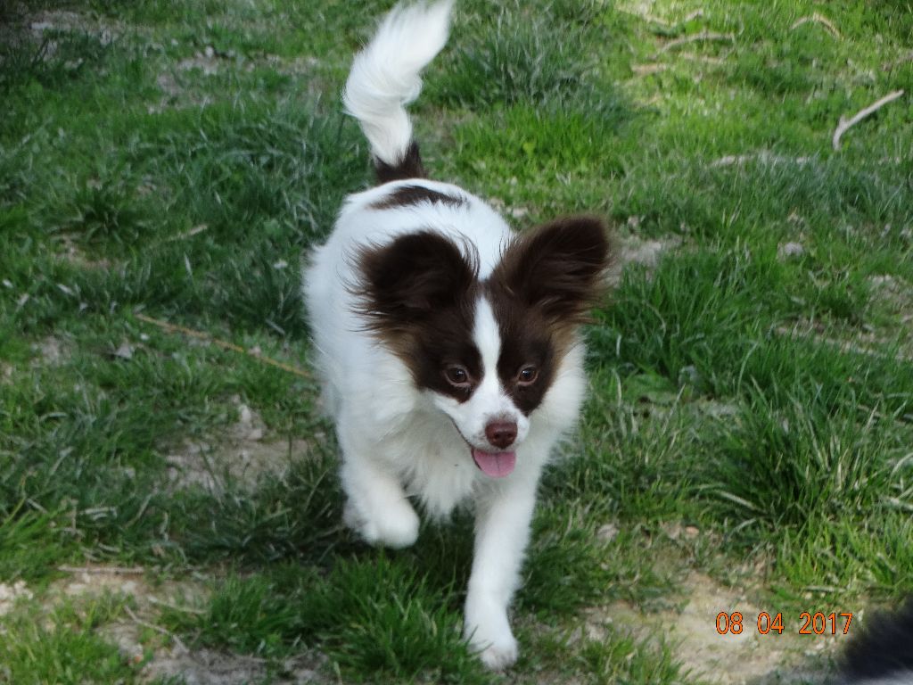 Mirabelle De La Vallée De La Py