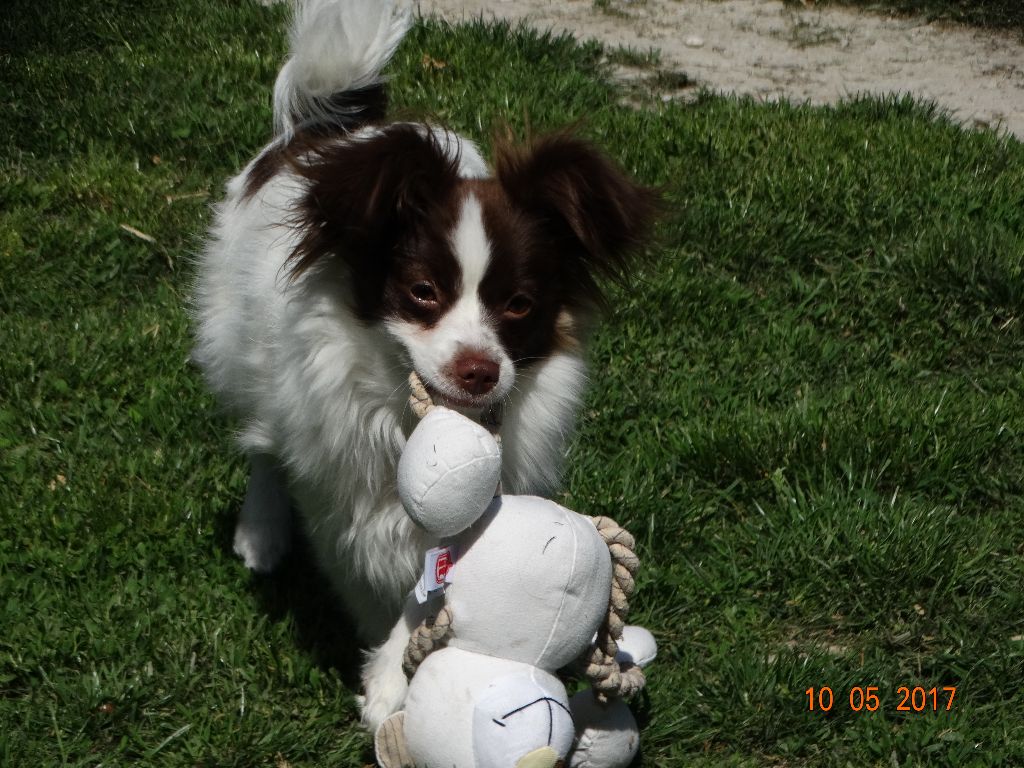 Mirabelle De La Vallée De La Py