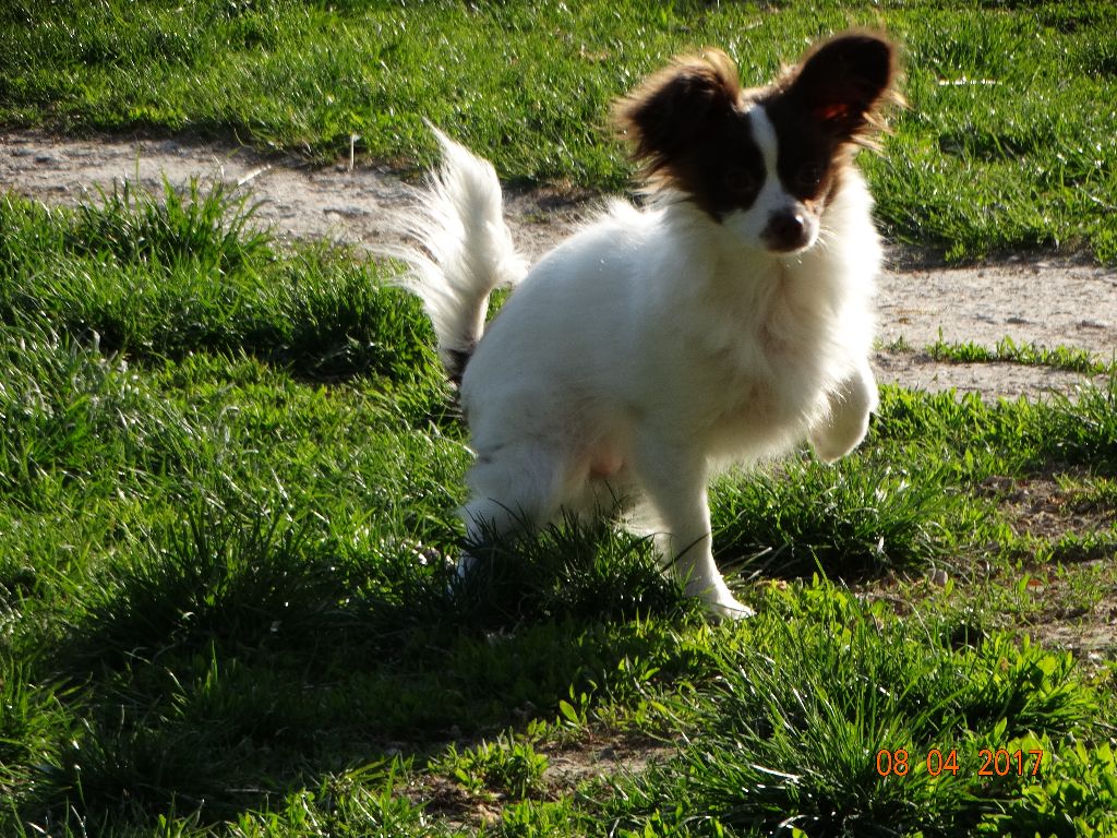 Mirabelle De La Vallée De La Py