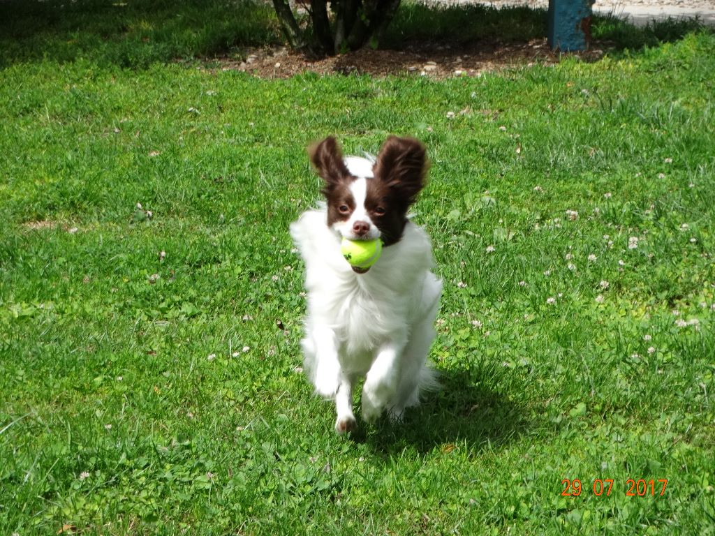 Mirabelle De La Vallée De La Py