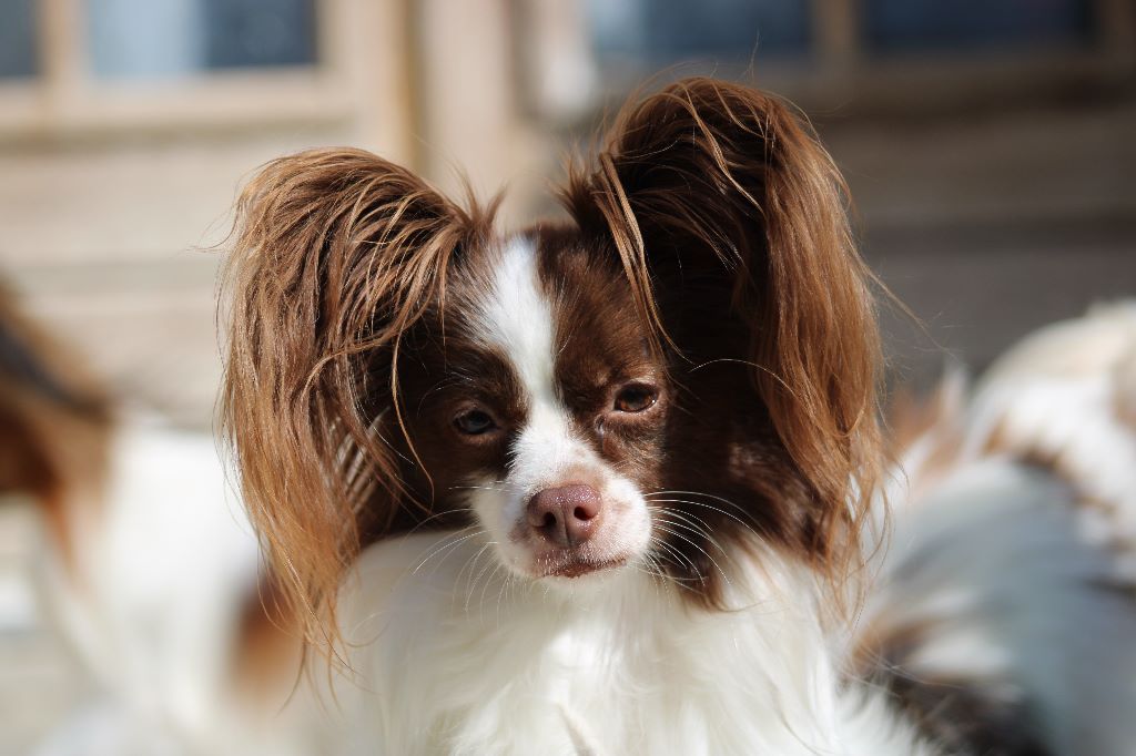 Mirabelle De La Vallée De La Py