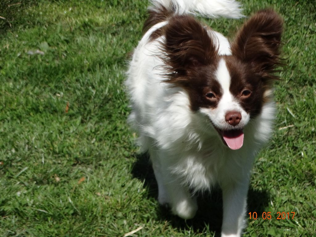 Mirabelle De La Vallée De La Py