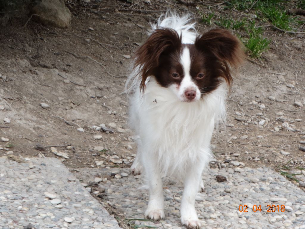 Mirabelle De La Vallée De La Py