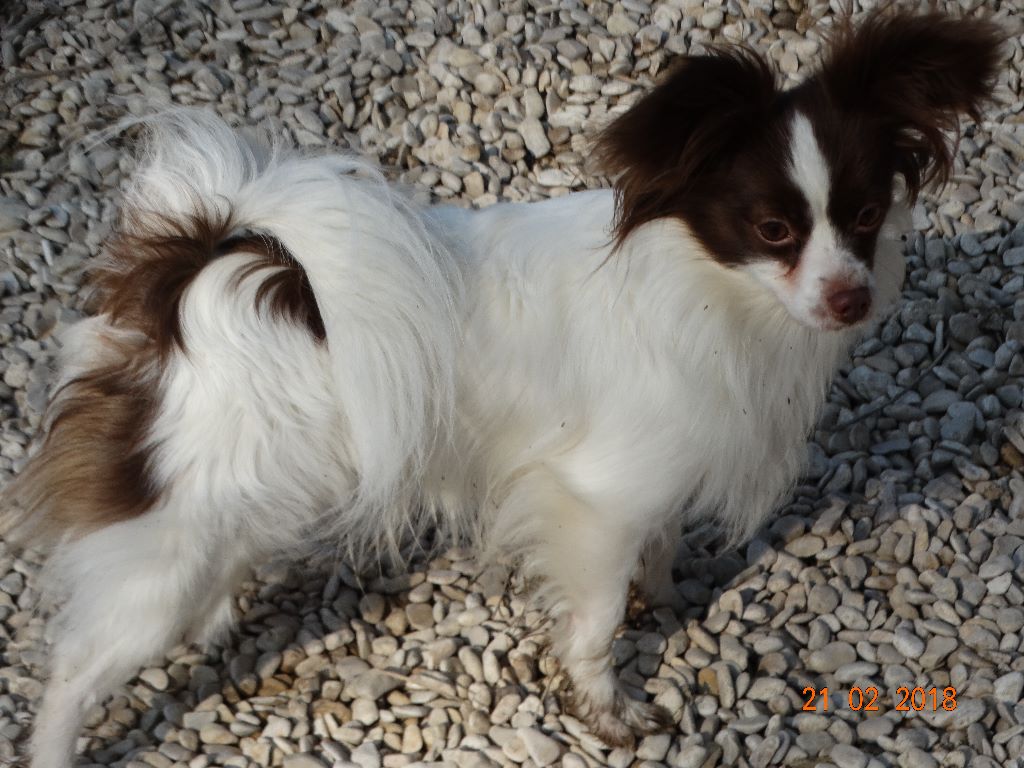 Mirabelle De La Vallée De La Py