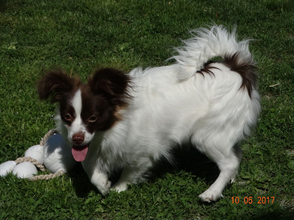 Mirabelle De La Vallée De La Py