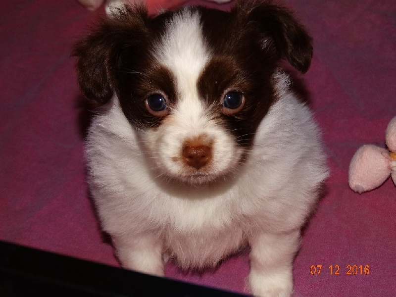 Mirabelle De La Vallée De La Py