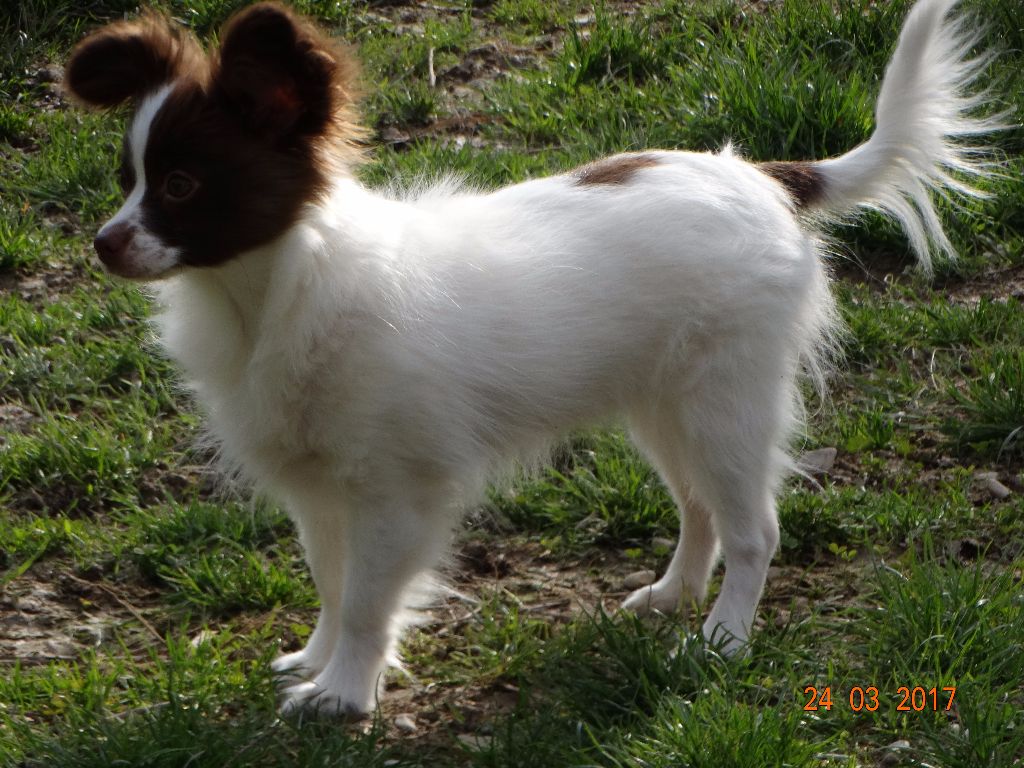 Mirabelle De La Vallée De La Py