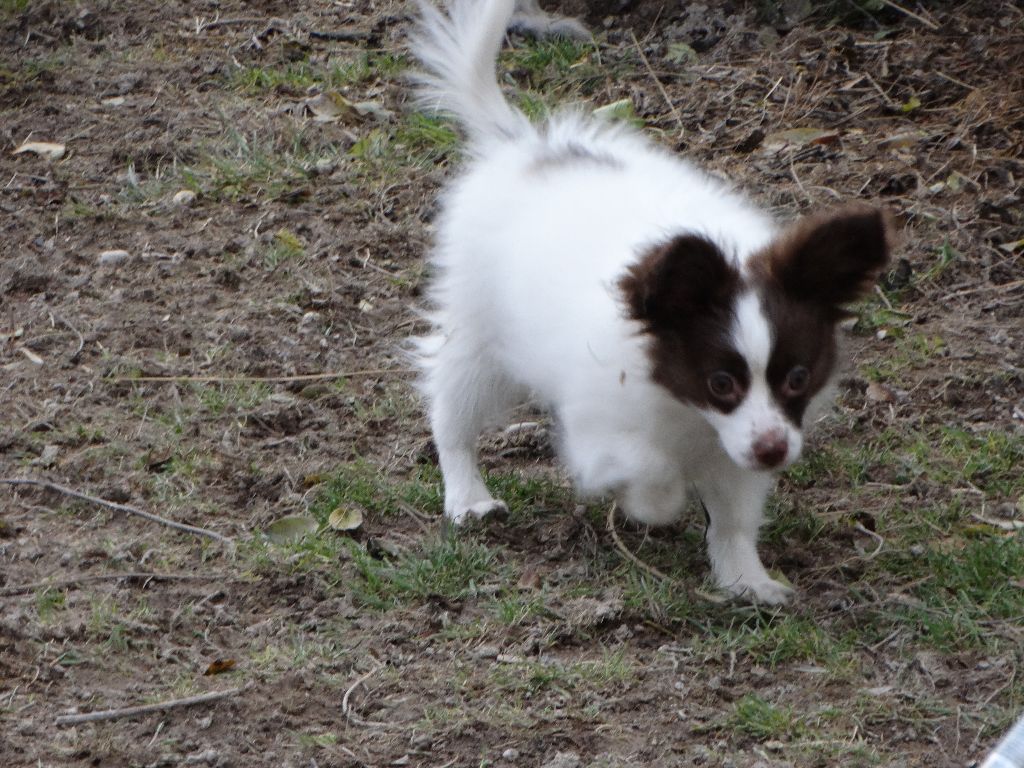 Mirabelle De La Vallée De La Py
