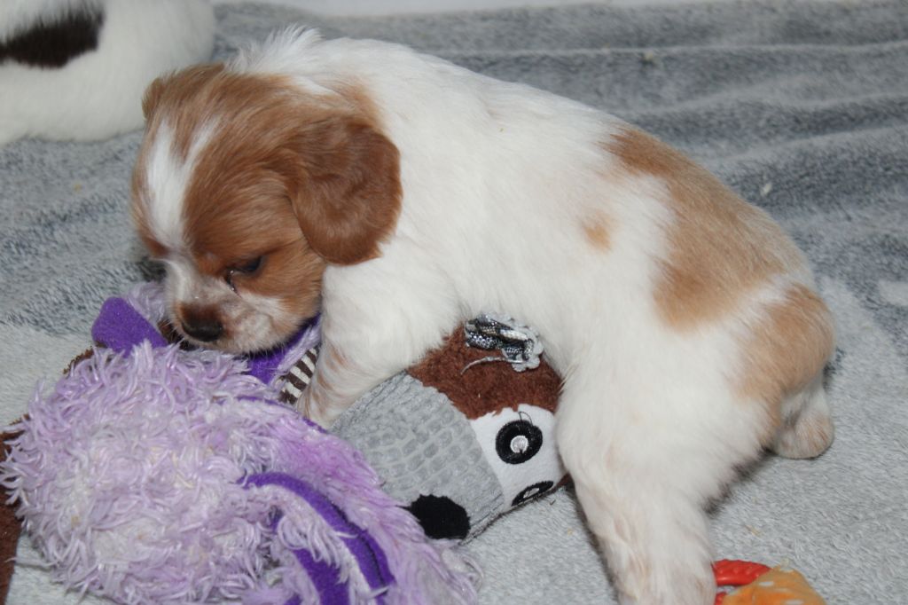 Artus De La Vallée De La Py