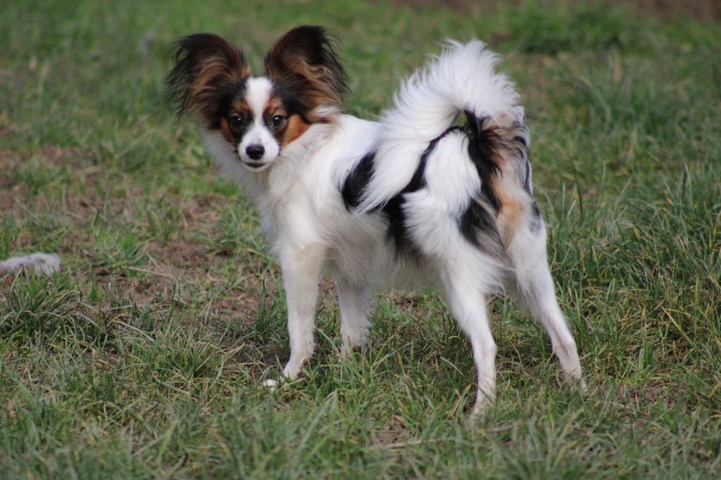 Ricky De La Vallée De La Py