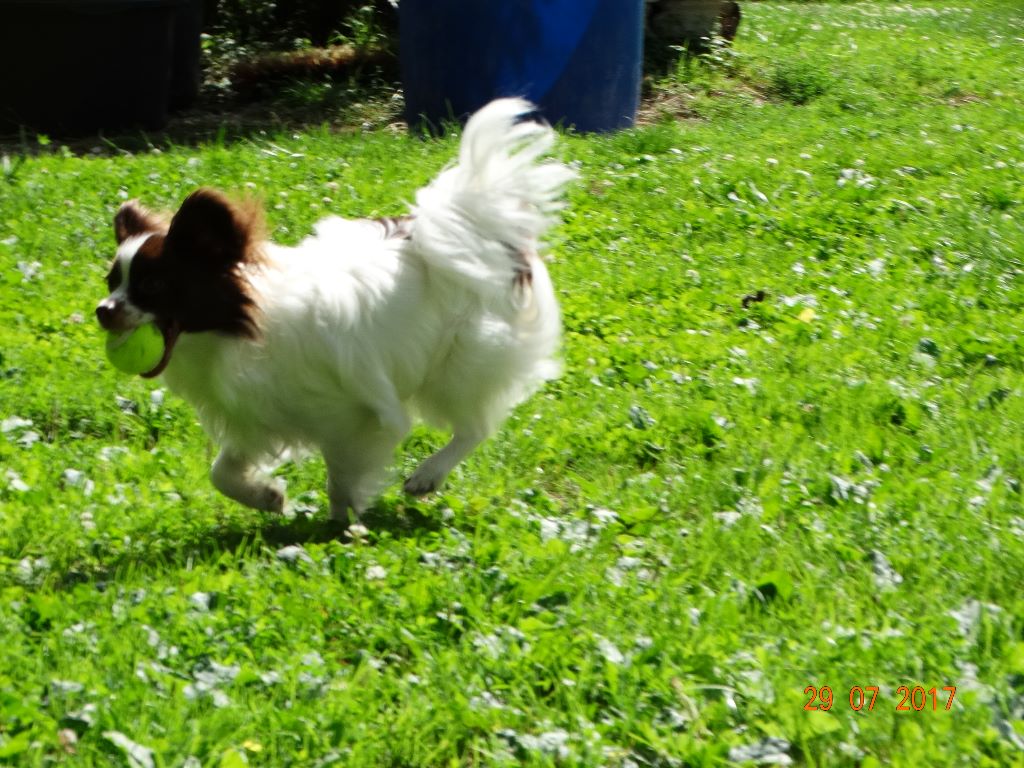 Mirabelle De La Vallée De La Py