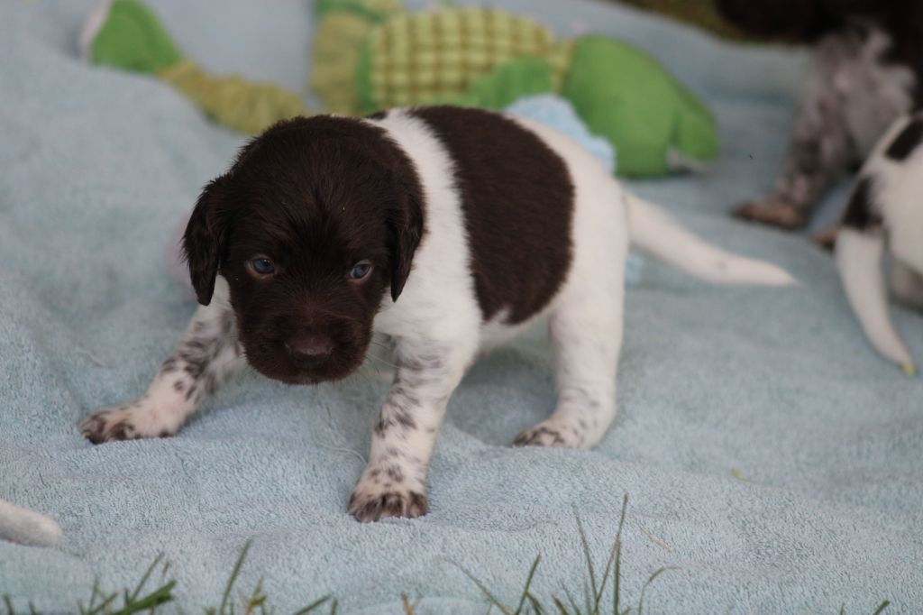 Alpha De La Vallée De La Py