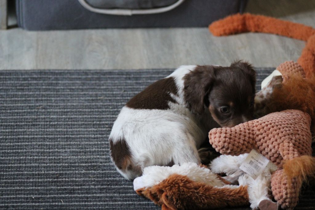 Toto De La Vallée De La Py