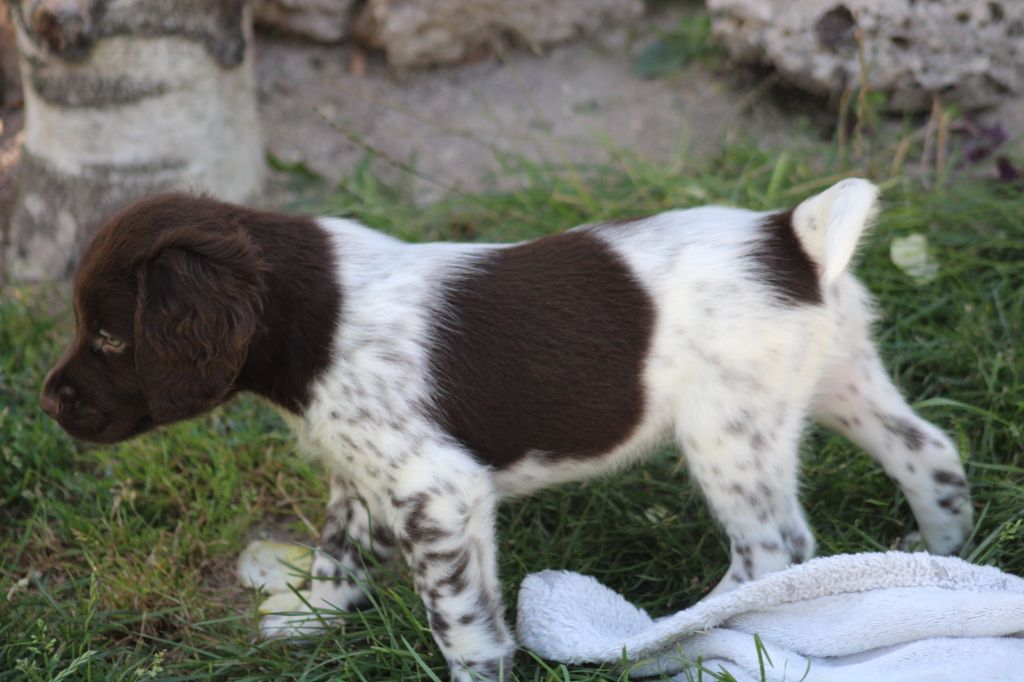 Alpha De La Vallée De La Py