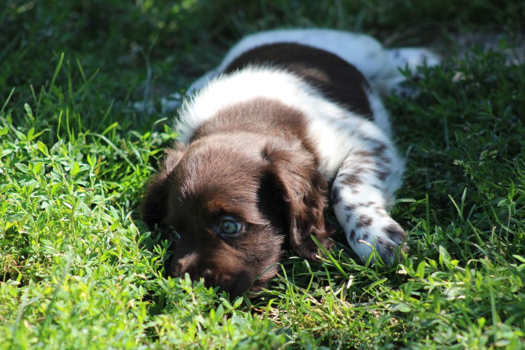 Alpha De La Vallée De La Py