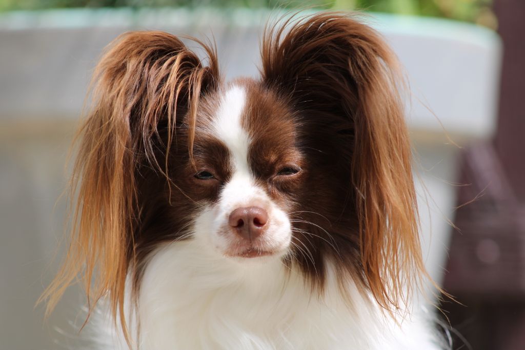 Mirabelle De La Vallée De La Py