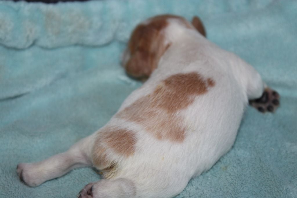 Artus De La Vallée De La Py