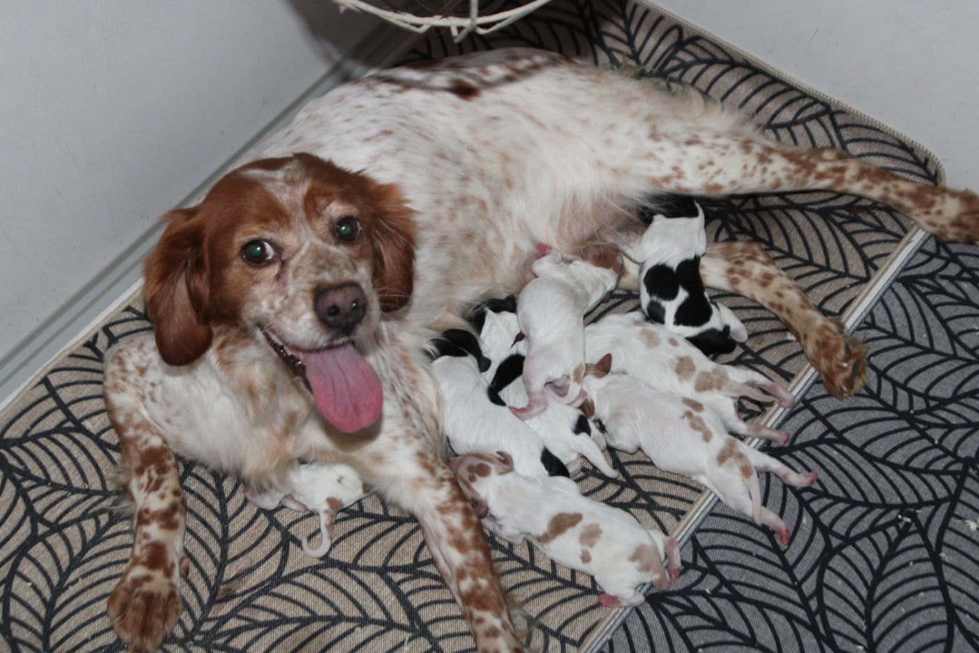 Epagneul Breton - De La Vallée De La Py