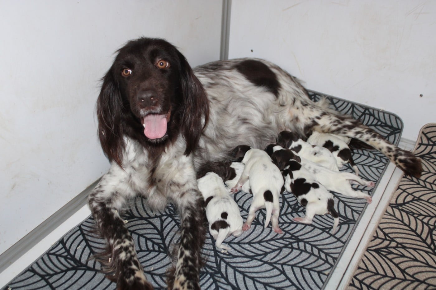 Petit Epagneul de Münster - De La Vallée De La Py