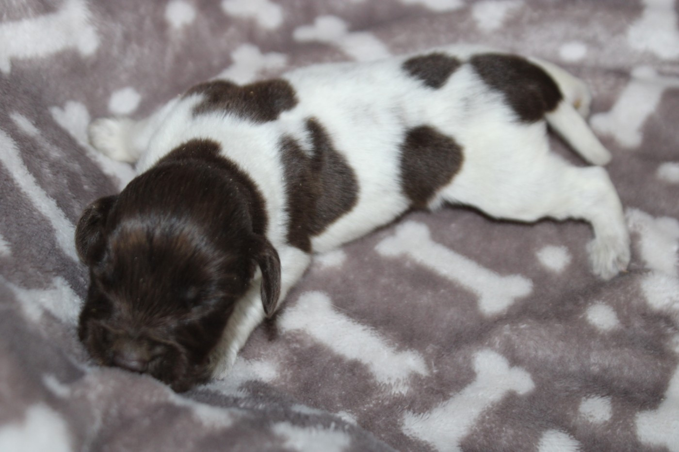 CHIOT 3