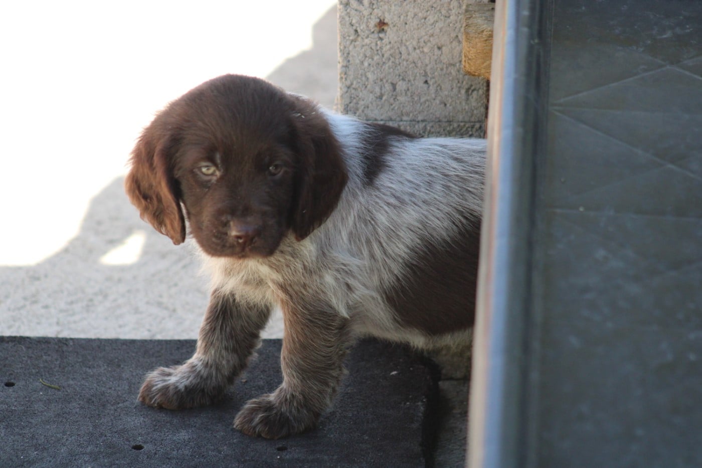 CHIOT 1