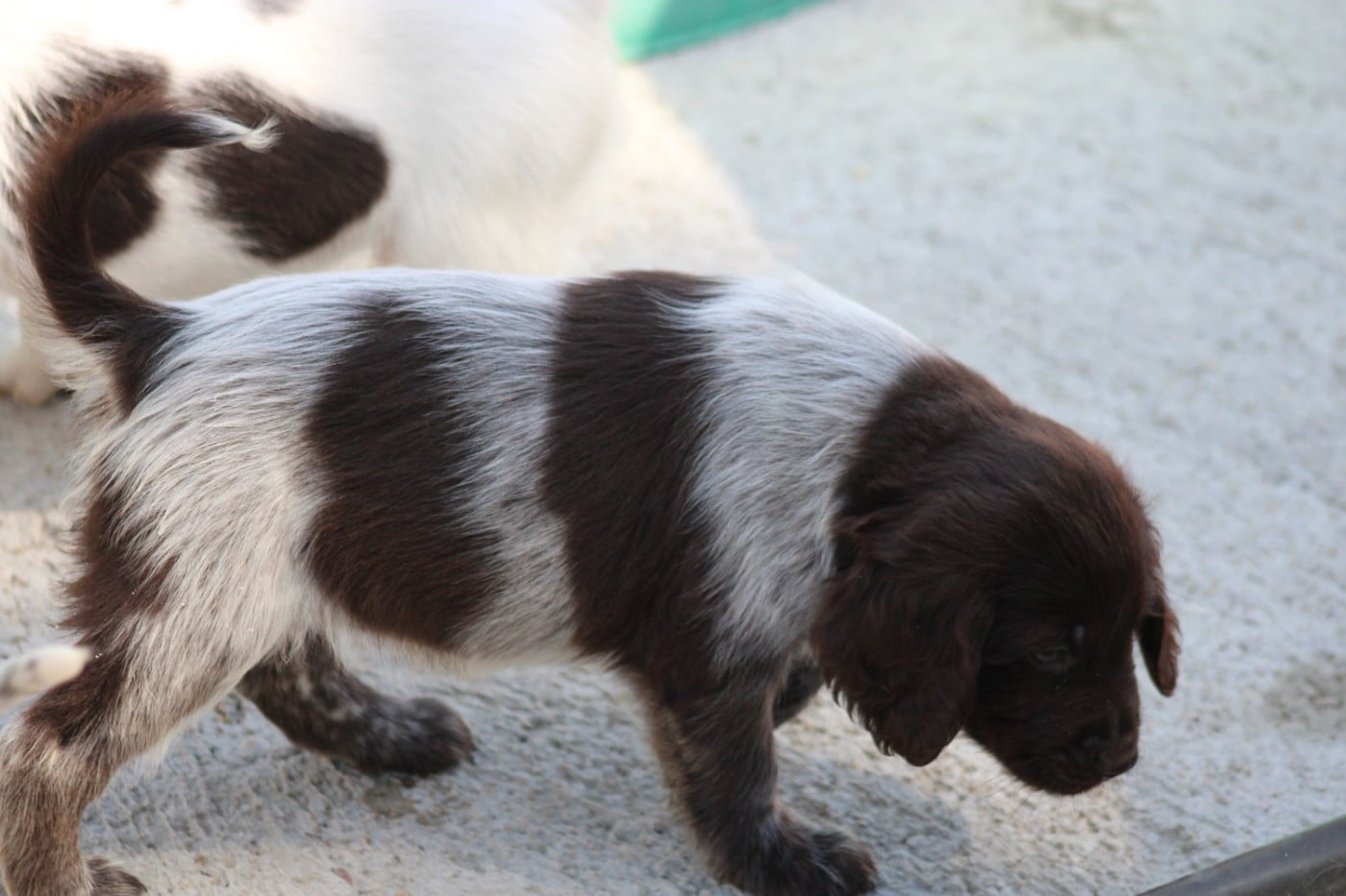 CHIOT 1