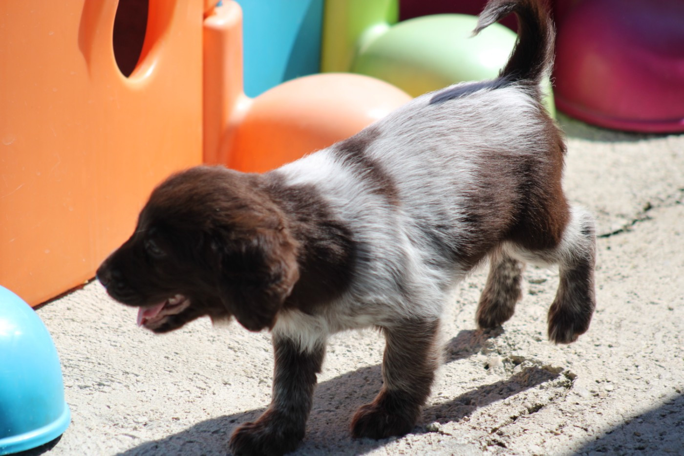 CHIOT 1