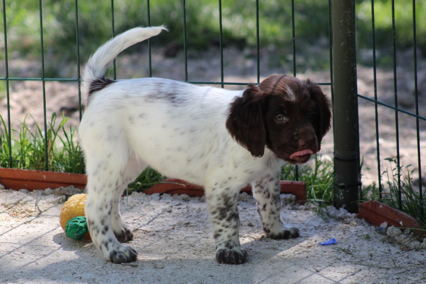 CHIOT 2