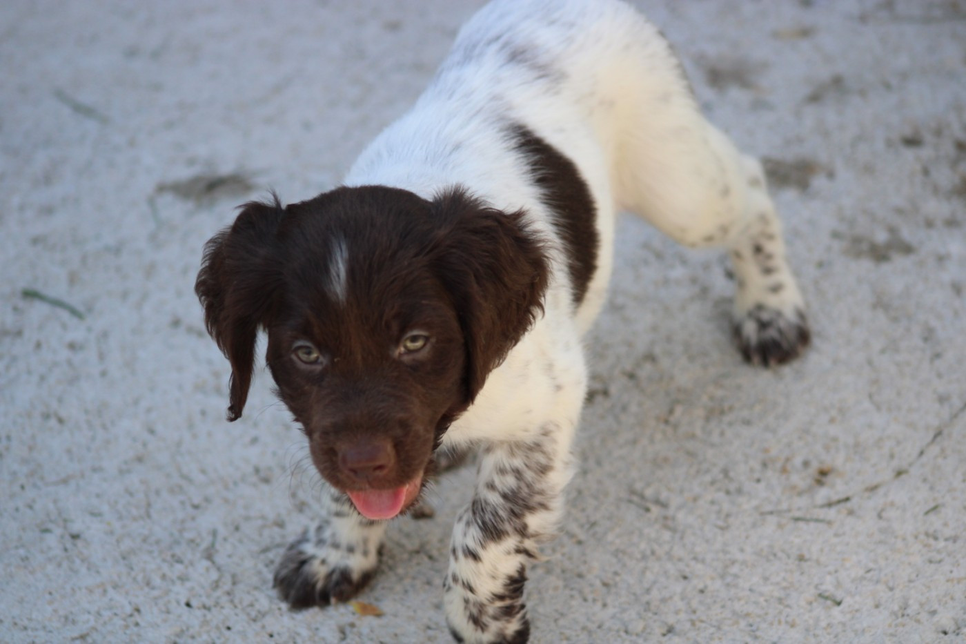 CHIOT 2