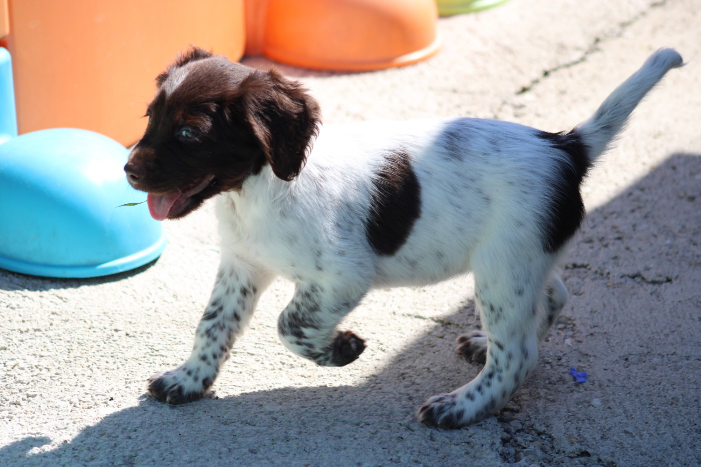 CHIOT 2