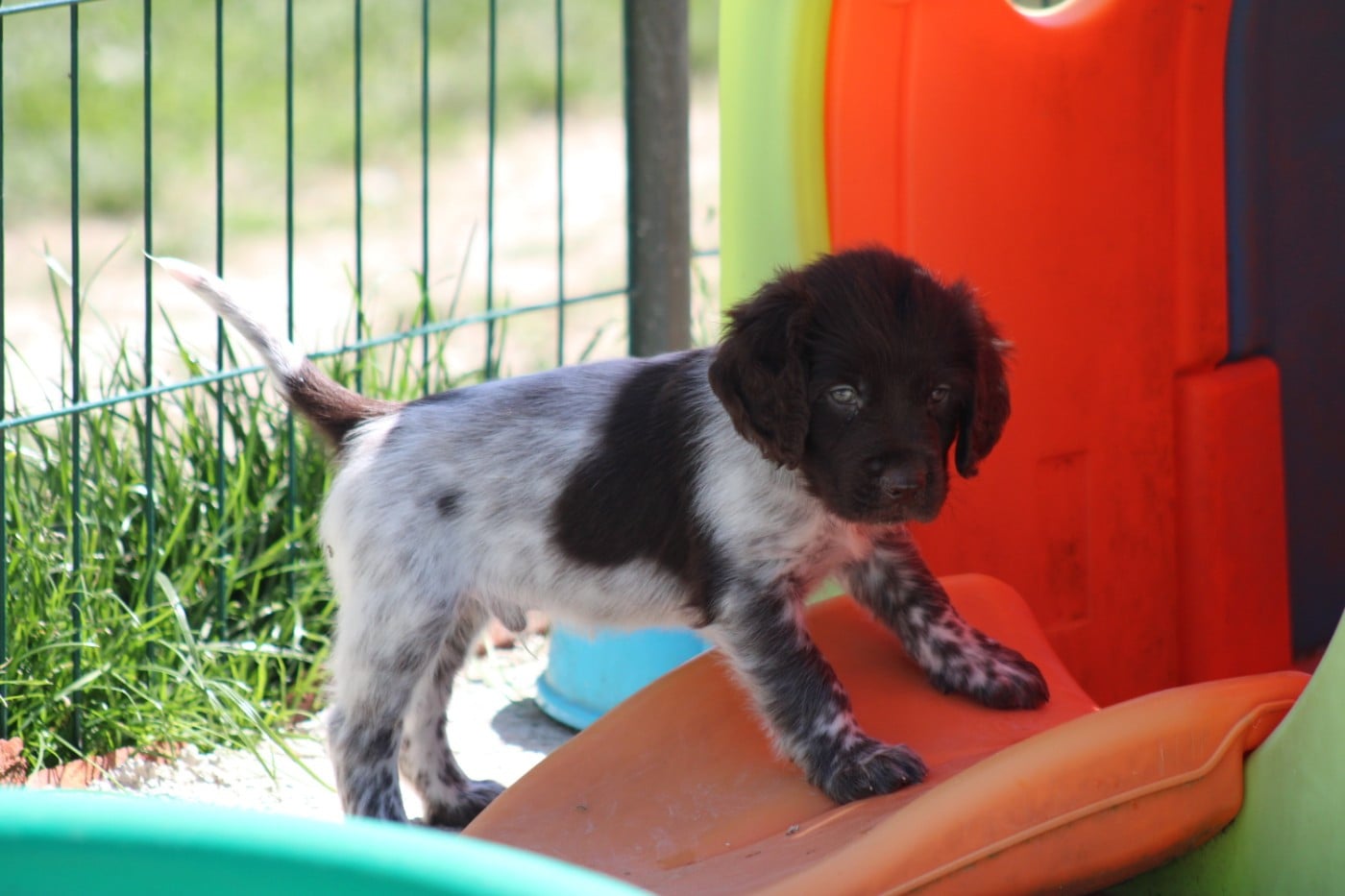CHIOT 3