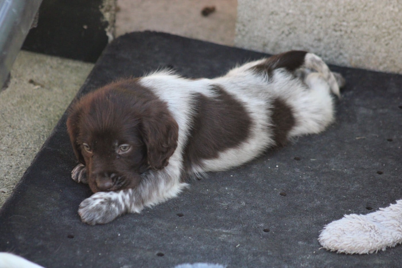 CHIOT 3