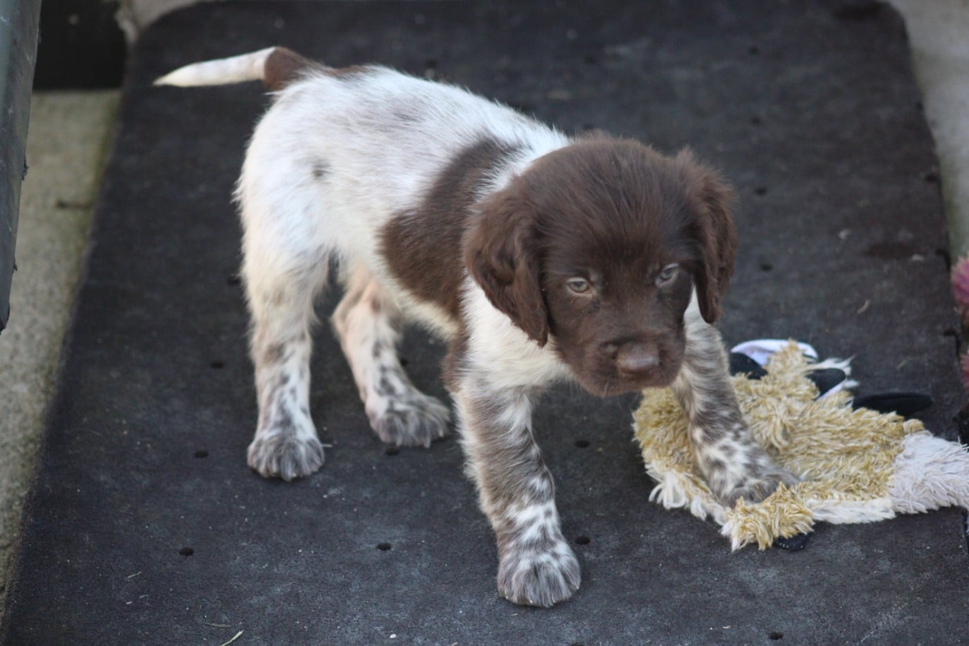 CHIOT 3