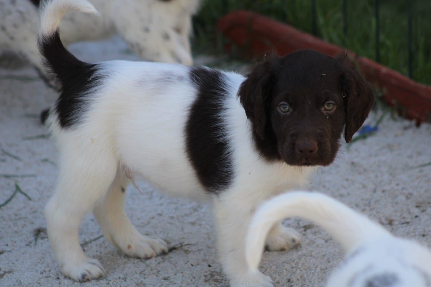 CHIOT 4