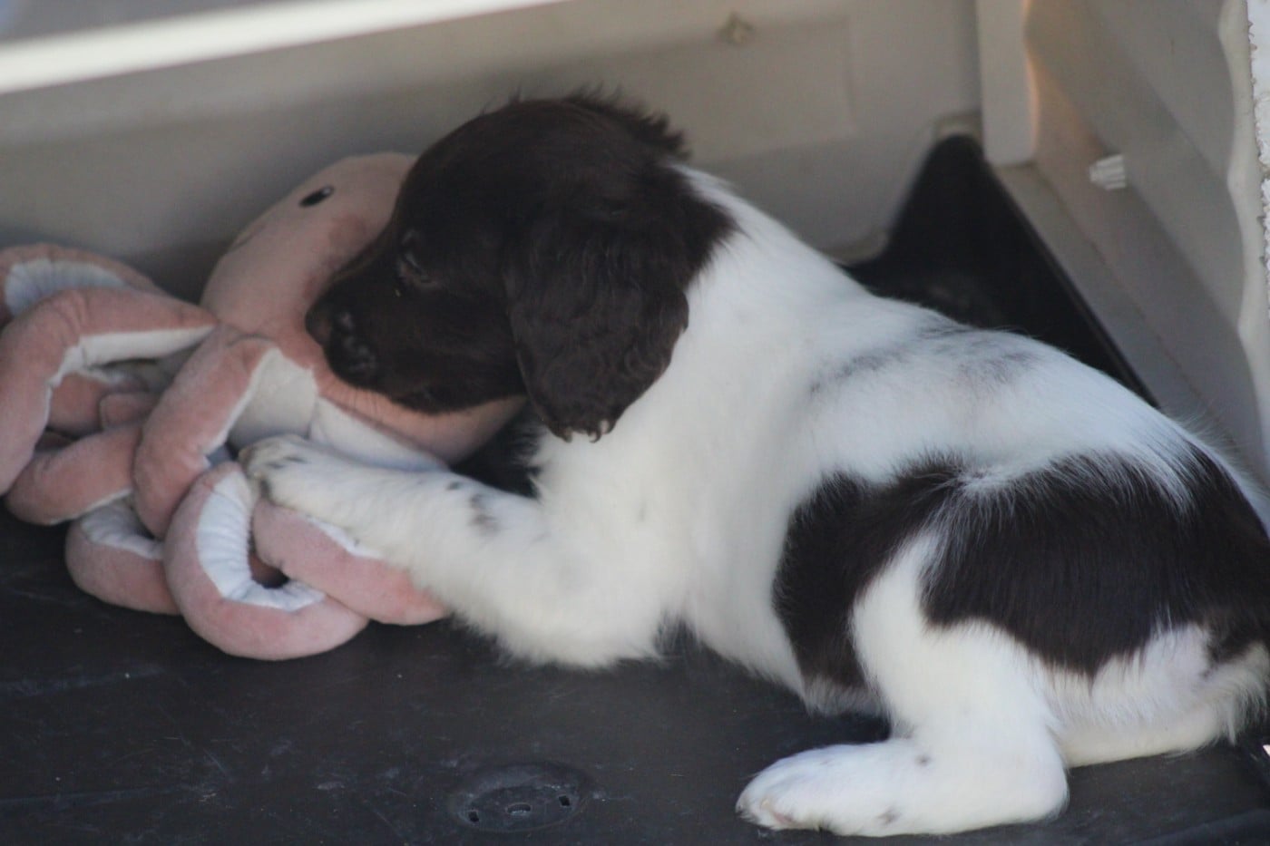 CHIOT 4