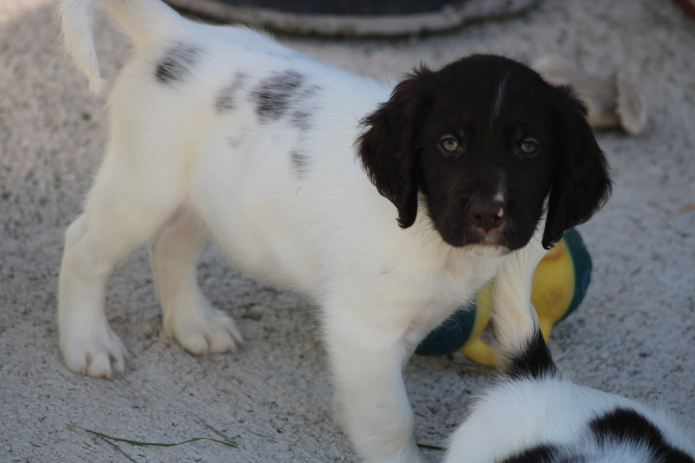CHIOT 5