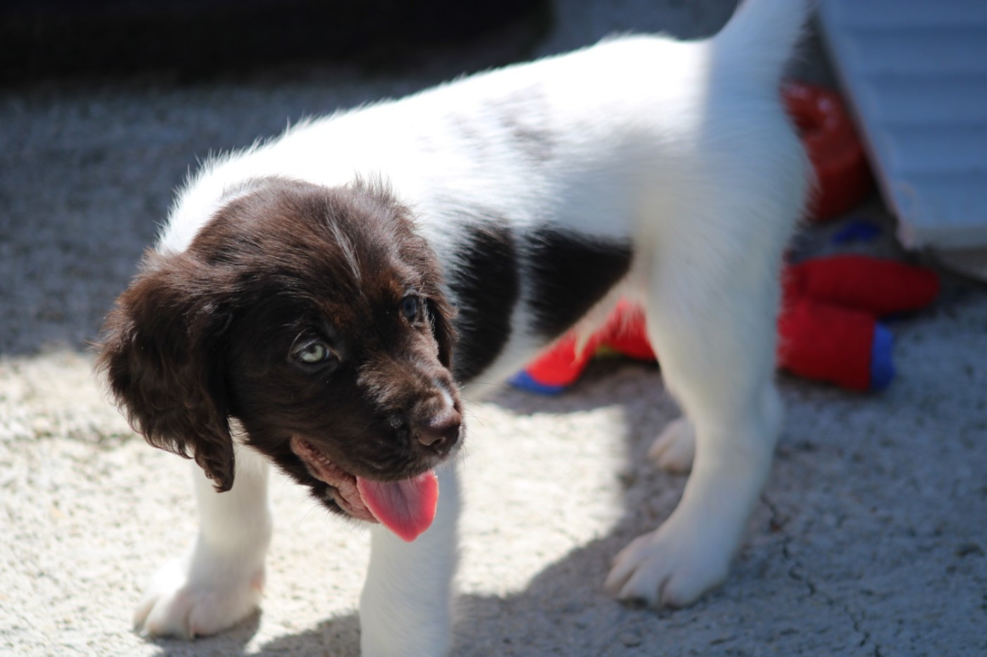 CHIOT 5