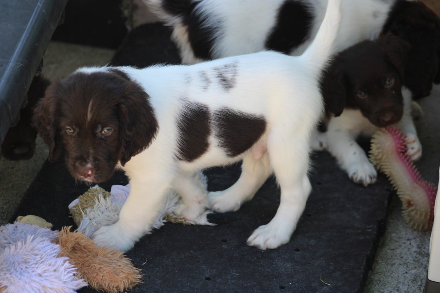 CHIOT 5
