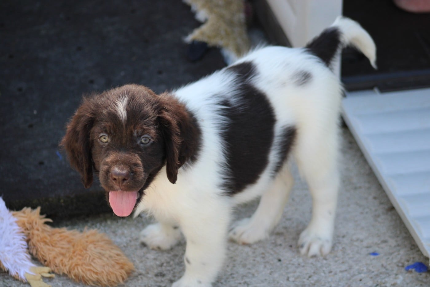 CHIOT 6