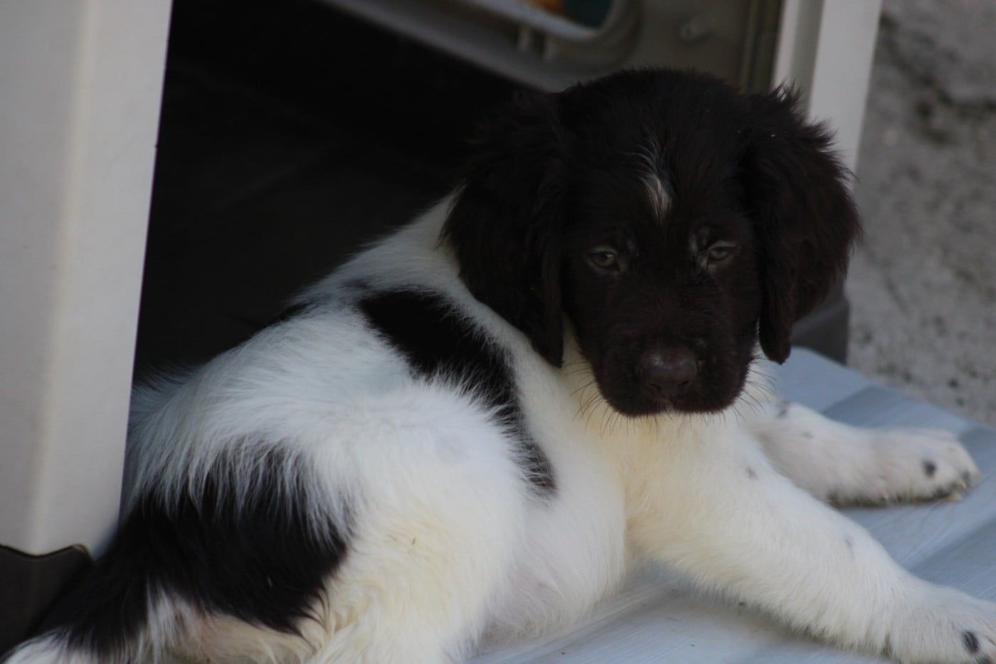 CHIOT 6