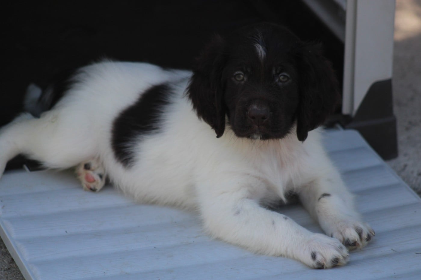 CHIOT 6