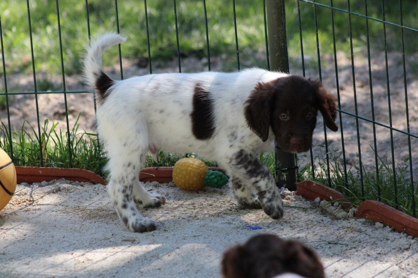 CHIOT 7