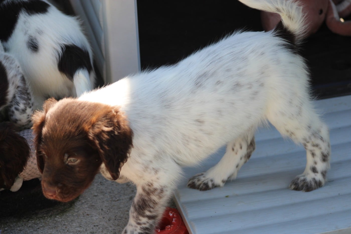 CHIOT 7