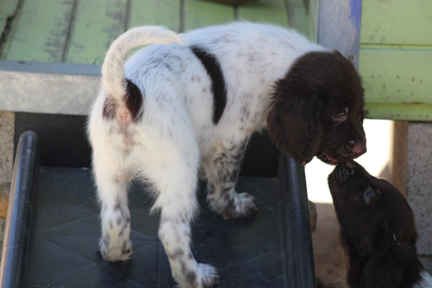 CHIOT 7